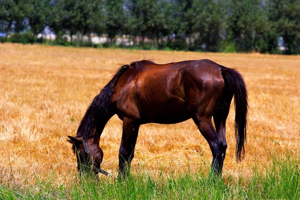 Cavalo pastando em campo