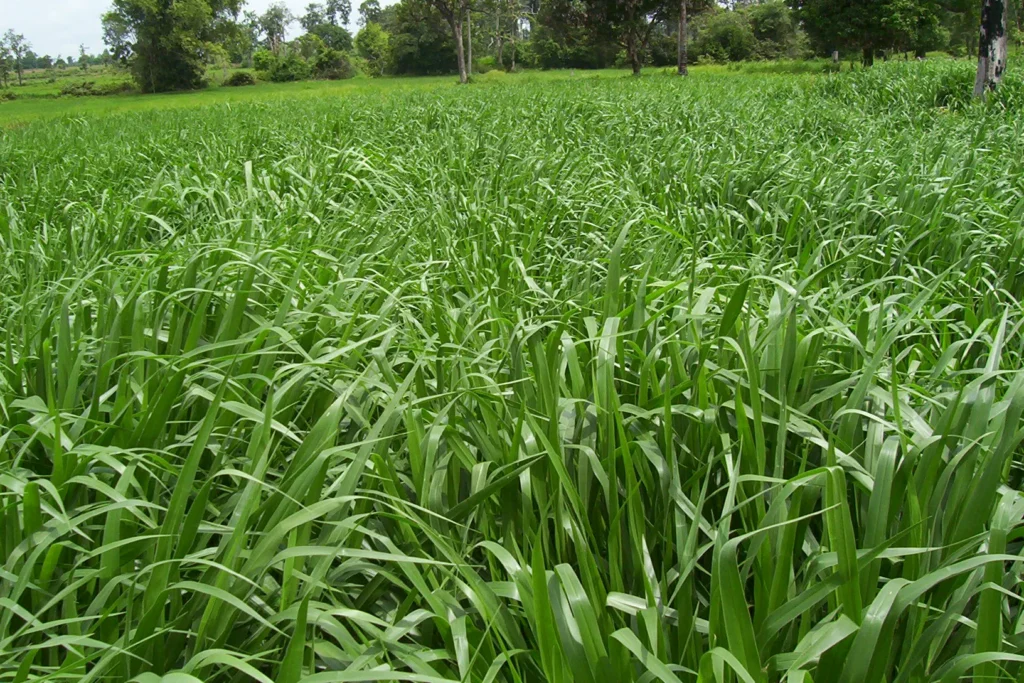 Campo gramado