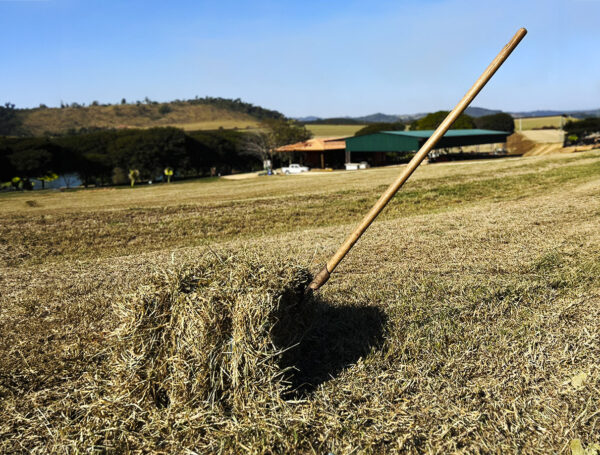 Vale a Tradição? Métodos Tradicionais X Mecanizados na Colheita do Feno