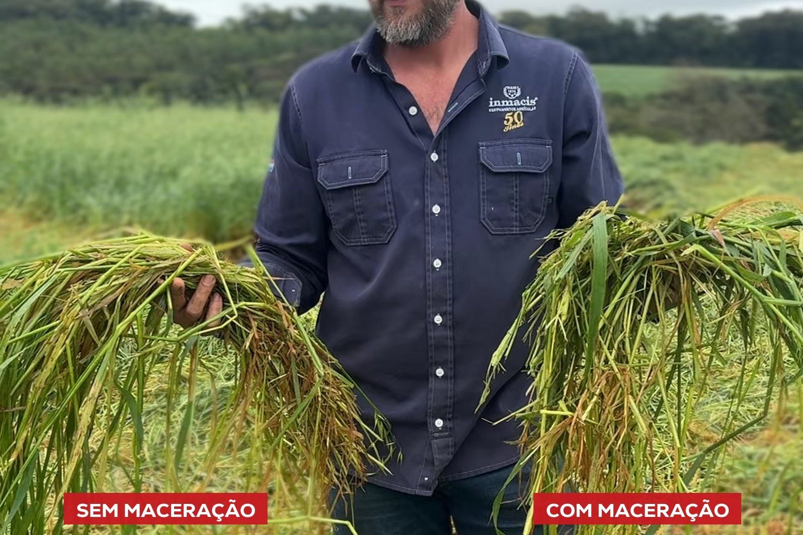 As duas amostras lado a lado: material de segadeira convencional e material macerado