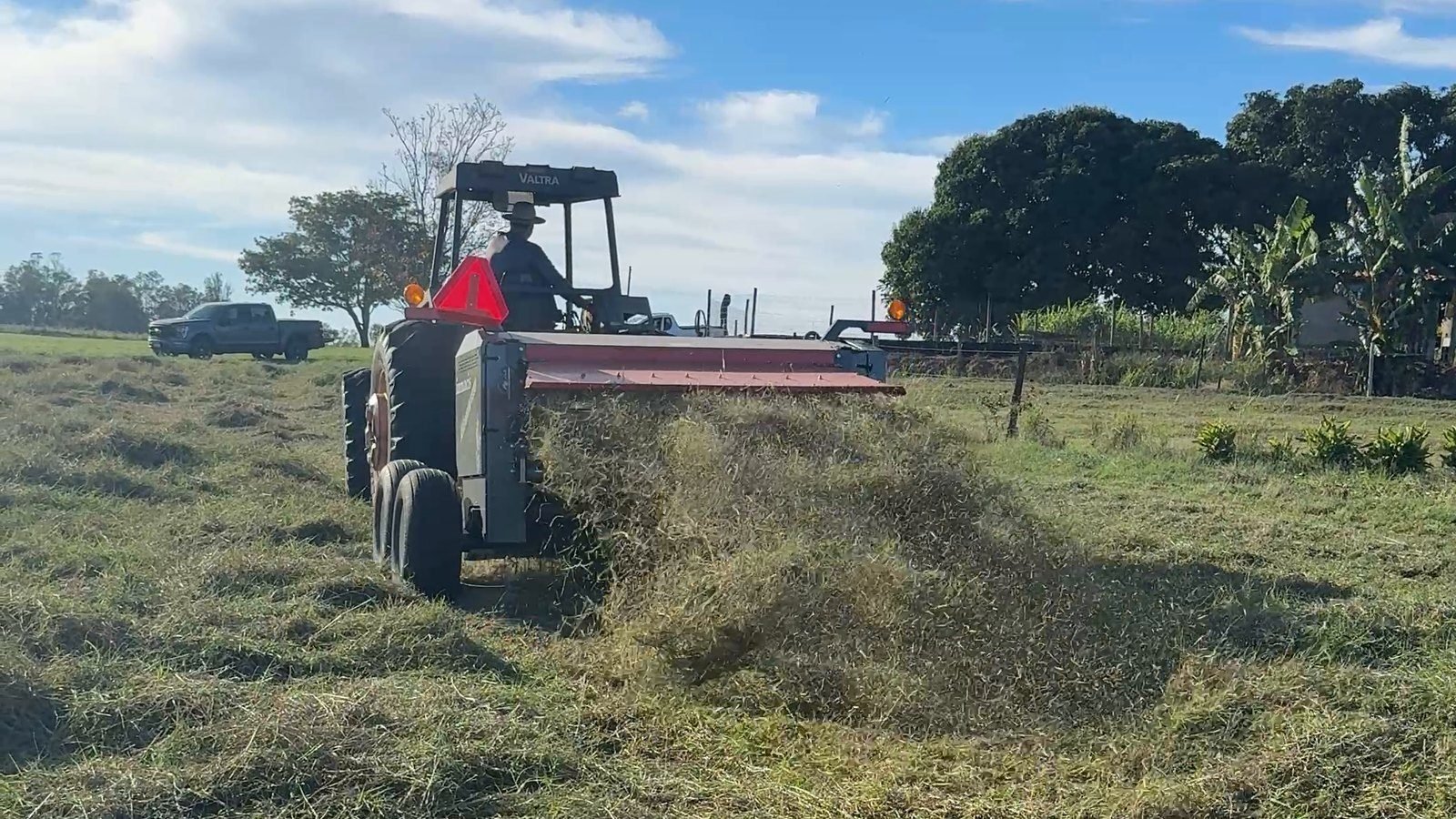 Leira de forragem macerada depositada no campo